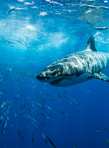 Как спастись от акулы и не умереть напрасно Как спастись от акулы и не умереть напрасно